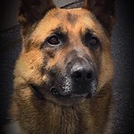 May 29, 2019 - 12:07 - Photographer:  Chris Kamps

Date Taken: May, 2019

Brief Description:  This is our K-9 Deputy Helo.  Helo is a Belgian Malinois, and is fairly new to our department.  He has adapted very well to his new surroundings and life.  K-9 Deputy Helo is great with kids, and makes regular visits to our school district.  The Vilas County Sheriff’s Office even has a 5K Walk/Run dedicated to Helo, the “Helo 5K Walk/Run”, which is pet friendly, and will be held in September 2019, our second year running.  K-9 Deputy Helo is a beauty and in this picture it definitely shows!

Name of Individuals in the Image:  K-9 Deputy Helo

Sheriff’s Office: Vilas County Sheriff’s Office
City/County and State:  Eagle River, Vilas County, Wisconsin  

